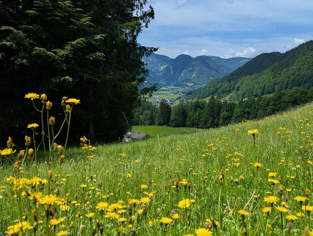 Wiese am Hirschberg