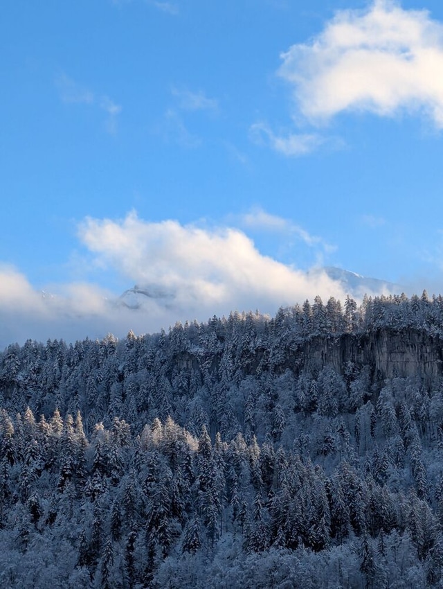 Verschneiter Wald